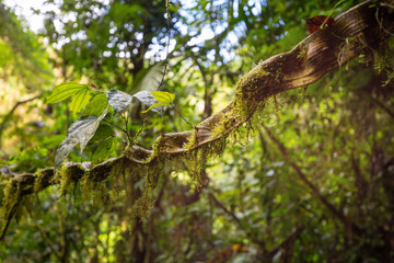 Jungle in Costa Rica