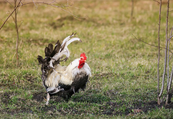  beautiful rooster walking around the farm yard in the spring in windy weather