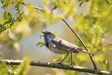 male Bluethroat sitting on a branch of the willow and sings a song in may the garden on a Sunny day