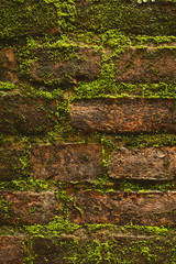 Detail of green plants in Nepal.