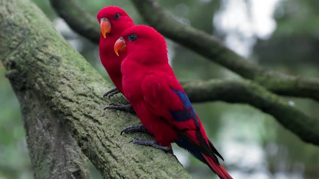 Pair of red parrots sitting on the tree branch