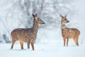 Wild roe deer in a snowfall