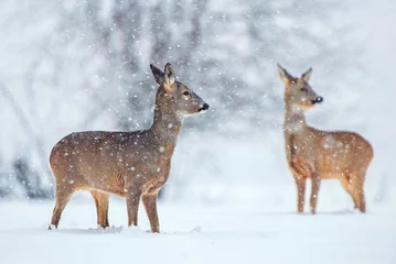 Wall murals Roe Wild roe deer in a snowfall