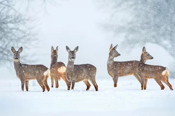 Garden poster Roe Wild roe deer herd in a snowfall