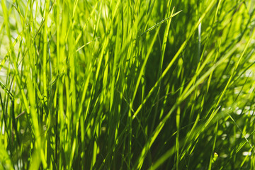 Image of fresh green grass background, closeup