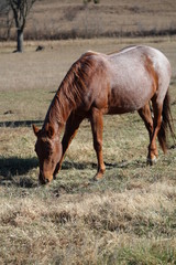 brown horse in field 