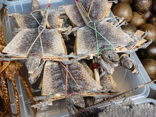 China Town; Tradition; Heilmittel; Medizin; Echse;