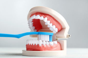 Teeth model with toothbrush on grey background