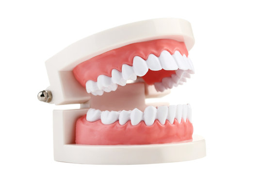 Teeth model isolated on white background