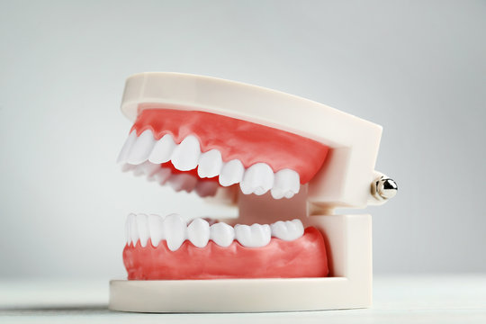 Teeth model on grey background