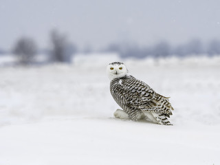 Snowy Owl Sitting on Snow