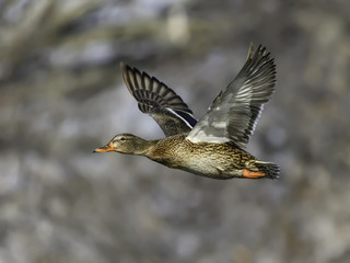 Female Mallard in Flight