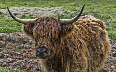 Highland Cattle