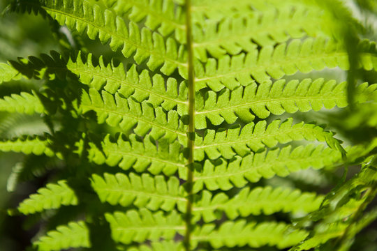 Green background of beautiful fern leaves