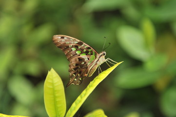 Butterflies on the flowers and leaves of bushes. Bali Island, Indonesia