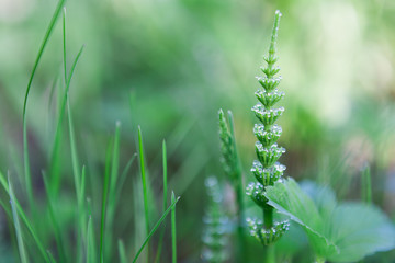 Young green wheat . Nature background