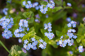 Beautiful tiny blue flowers close-up