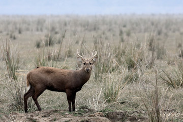 Hog deer