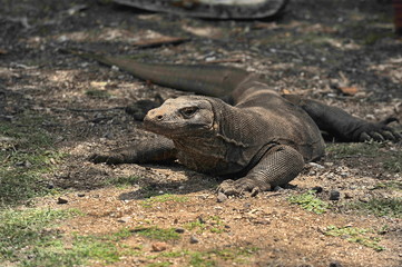 The dragon of the island of Komodo. Indonesia