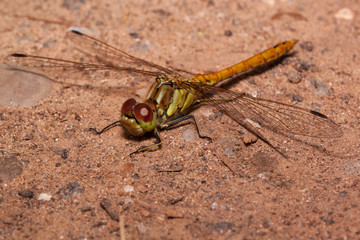 Beautiful dragonfly with transparent wings is sitting on a sand.