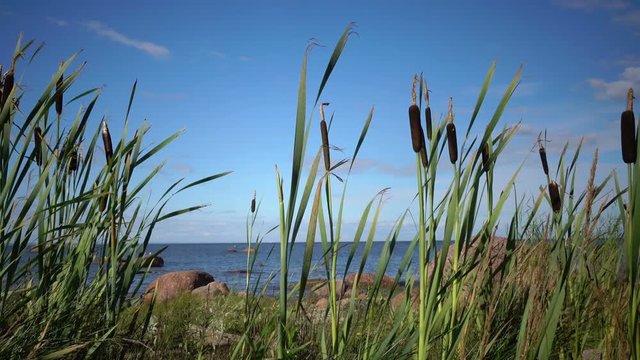 Typha angustifolia narrowleaf cattail or lesser reedmace is a perennial herbaceous plant of genus Typha.The coast of the Gulf of Finland in summer sunny day