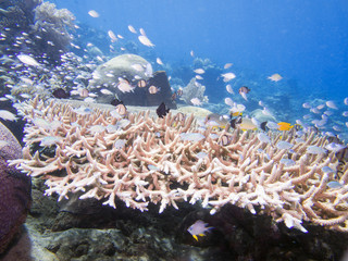 Fototapeta na wymiar Beautiful coral reef at Bunaken