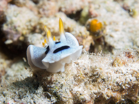 Close-up of a nudibranch