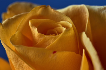Yellow rose.Bud, petals, bouquet/A blossoming bud of a beautiful yellow rose on a blurred background. Russia, Moscow, holiday, gift, mood, nature, flower, plant
