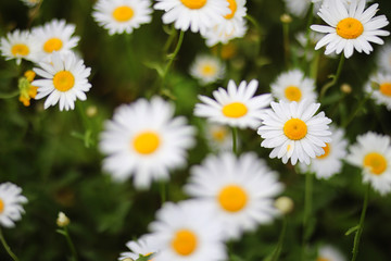 Fototapeta premium green field with daisies