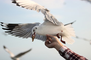 Obraz premium Seagull eating food off human's hand. Selective focus and shallow depth of field.