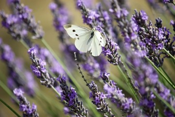 Papillon blanc à pois noirs posé sur de la lavande