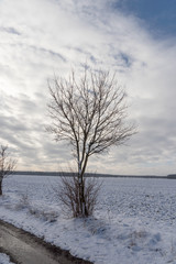Single leafless tree in winter with gray clouds in the background