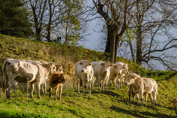 Fototapeta na wymiar Brown and white cows on the sun, calm and tranquil pasturage, Pyrenees