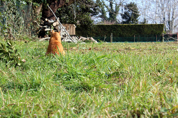 gatto arancione nel prato