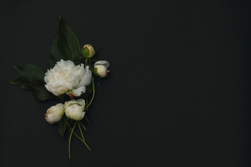 Minimal concept. Beautiful peony flower and green leaves on a dark background. Creative layout