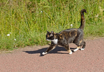 Three-colored cat runs on affairs on country road in summer