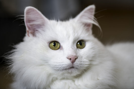 White Cat Photo