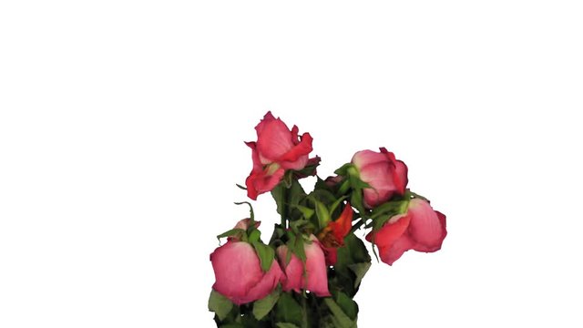Time-lapse of dying rose bouquet in Digital Cinema Imaging 4K PNG+ format with ALPHA transparency channel isolated on white background, time-reverse
