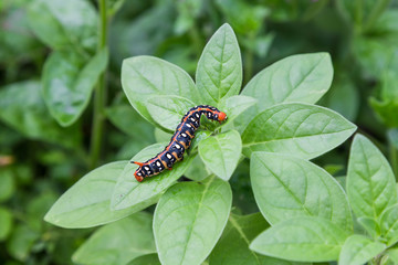 Black Caterpillar to Butterfly.
