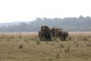 Elephants