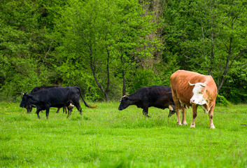 herd of cows on a pasture near the forest. big rufous cow in the foreground and forest in the distance. lovely scenery in springtime