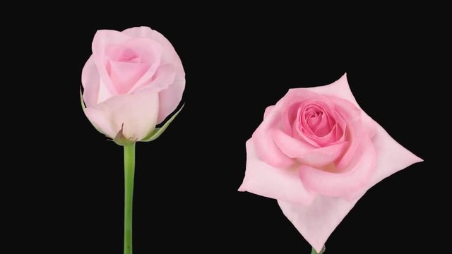 Time-lapse of opening and dying pink Sweet Akito rose 5d1 in Animation format with ALPHA transparency channel isolated on black background
