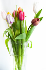 tulipe