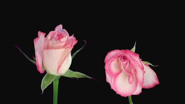 Time-lapse of opening and dying soft pink Revue roses 5d1 in Animation format with ALPHA transparency channel isolated on black background
