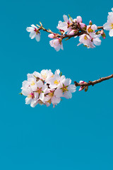 almond blossom branch, blue sky background