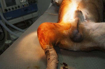 Preparation of a surgical operation field in a dog (osteotomy, bulldog, animal)