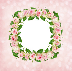 Beautiful pink rose flowers in square frame with white card for text