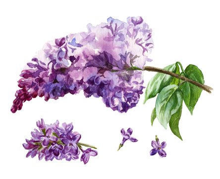 Watercolor Lilac Flowers On White Background