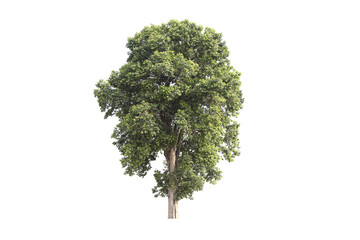 Fototapeta premium Tree isolated on white background Suitable for use.