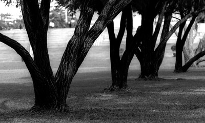 Silhouette of beautiful trees